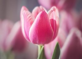 fresh pink tulips in the greenhouse