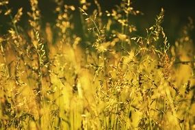 wild plants in summer