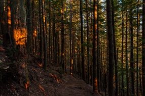 Sunlight on forest path in countryside