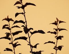 silhouettes of bush branches