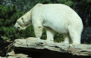 incredibly handsome Polar Bear in wild nature