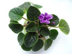 violet with purple flowers