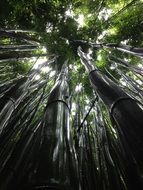 High trees in forest