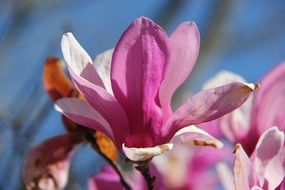 bud pink magnolia closeup