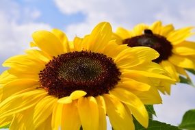 sunflower flowers in summer