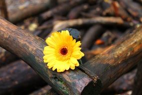 yellow gerbera on a tree