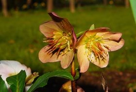 blooming christmas rose on a stalk