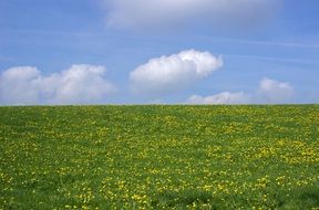 panorama of yellow-green flowering field