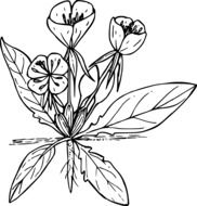 black and white drawing of a wild flower