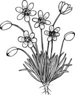 painted common pasque flower