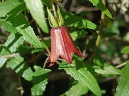 red bells on a bush on tenerife