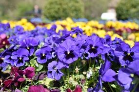 gorgeous Spring Plant Bloom