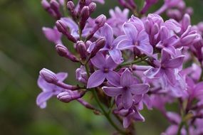 Macro photo of purple lilac flowers