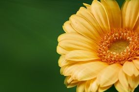 wonderful Gerbera Flower