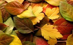 yellow, red and green autumn leaves