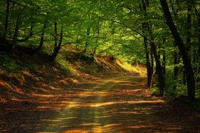Road through Forest