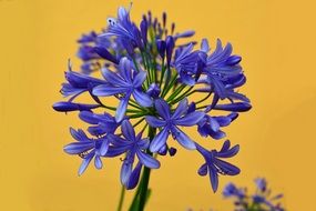 small blue flowers on a yellow background