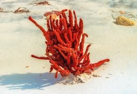 red flower on white sand