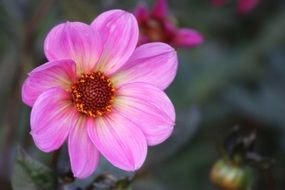 macro view of pink Dahlia Blossom