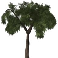 Green pepper tree, Schinus, drawing at white background