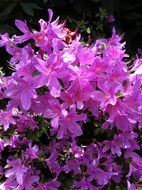 purple garden flowers under the bright sun