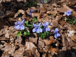 Violet Blossom flower in dry leaves