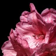 pink rhododendron on a dark background
