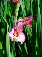 chic Pink Flowers