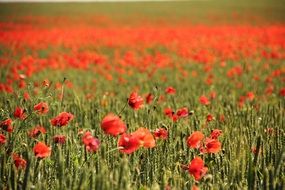 Big field of lots of red corn poppies