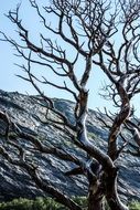 leafless tree in mountains