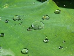 drops of water on the green lotus leaf close-up