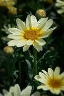 closeup picture of delightful beauty Daisies in the Garden