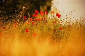 red poppies among yellow tall grass
