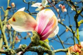 closed magnolia bud