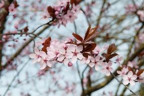 Cherry Flowers