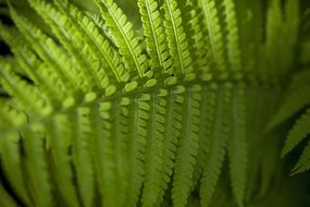 pointed bright fern leaf close-up