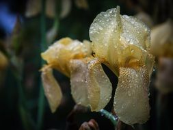 yellow iris in drops of water close-up