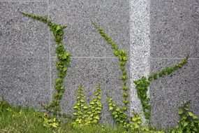 Ivy Vine Abstract Nature Plants