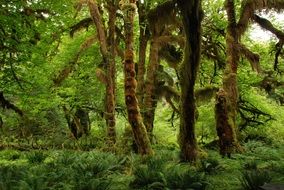 Nature Landscape wild Green Forest