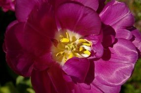 pink tulip with a yellow center