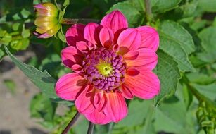 closeup picture of the pink blooming dahlia with buds