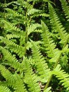 Fern in the Forest