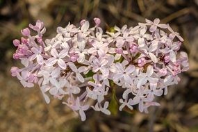 incredibly handsome Spring Plants