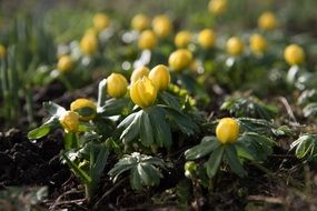 plant with small yellow buds closeup