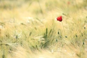 red poppy on a green cereal field