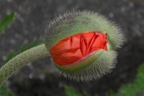 red Poppy flower half opened closeup