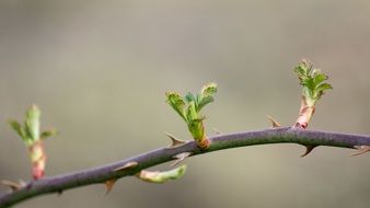 branch with spikes in spring close-up