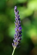 Lavender Branch Flower