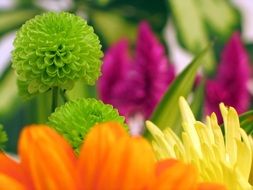 macro photo of beautiful gerbera bloom