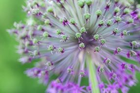 onion bloom close up